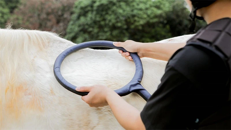 PEMF devices for equine PEMF devices for equine