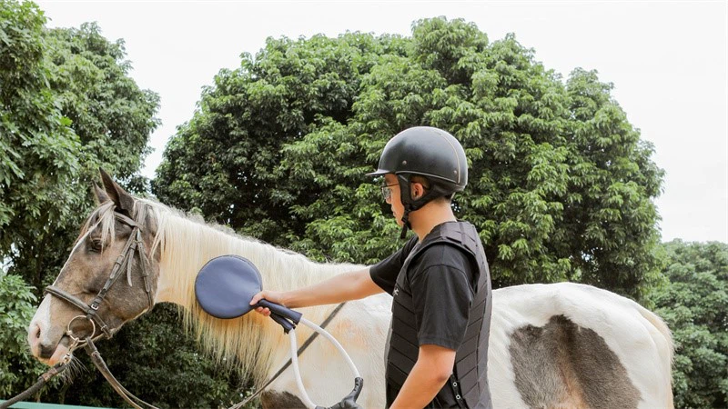 PEMF machine for horse PEMF machine for horse