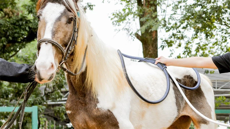 PEMF machine for animal PEMF machine for animal