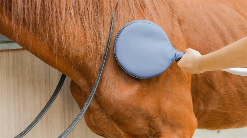 pemf machine for vet pemf machine for vet